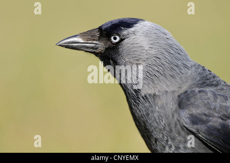 jackdaw (Corvus monedula), portrait, Germany, Lower Saxony Stock Photo