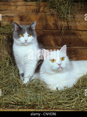 domestic cat, house cat (Felis silvestris f. catus), in straw Stock Photo