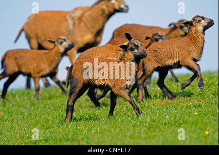 Cameroon, Cameroon sheep (Ovis ammon f. aries), cameroon sheeps on a pasture Stock Photo