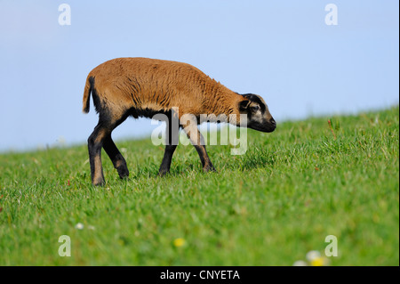 Cameroon, Cameroon sheep (Ovis ammon f. aries), lamb in a pasture Stock Photo