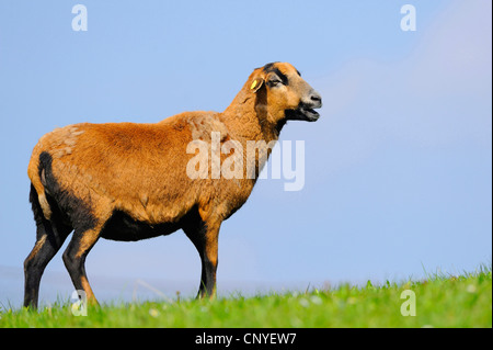 Cameroon, Cameroon sheep (Ovis ammon f. aries), standing in a pasture Stock Photo