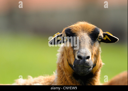 Cameroon, Cameroon sheep (Ovis ammon f. aries), portrait Stock Photo