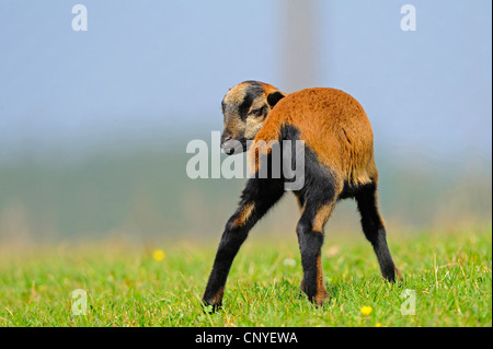 Cameroon, Cameroon sheep (Ovis ammon f. aries), lamb standing on a pasture Stock Photo