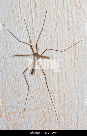 grey daddy-long-legs, crane fly, crane-fly, meadow cranefly (Tipula paludosa), sitting at a room wall Stock Photo