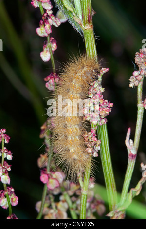 ruby tiger (Phragmatobia fuliginosa), caterpillar Stock Photo