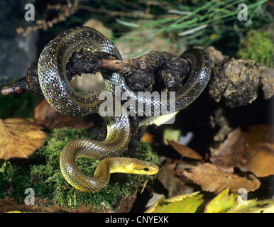 Aesculapian snake (Zamenis longissimus, Elaphe longissima), winding around a branch, Germany Stock Photo