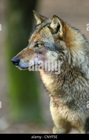 European gray wolf (Canis lupus lupus), portrait, Germany, Lower Saxony Stock Photo