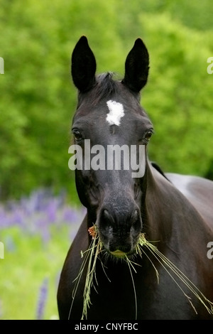 domestic horse (Equus przewalskii f. caballus), feeding on grass Stock Photo