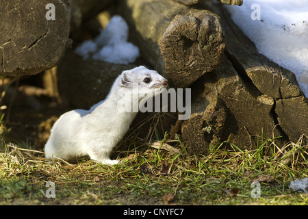 ermine, stoat (Mustela erminea), in winter pelage next woodpile, Germany, Lower Saxony Stock Photo