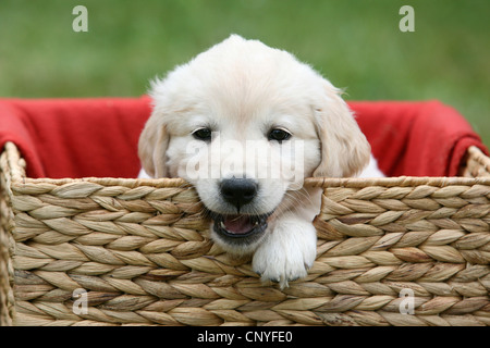 mixed breed dog (Canis lupus f. familiaris), Labrador mix, puppy in a basket Stock Photo