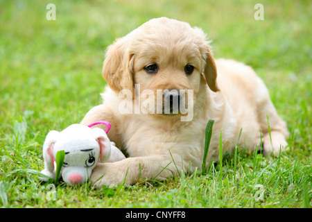 mixed breed dog (Canis lupus f. familiaris), Labrador mix, puppy lying in a meadow with soft toy Stock Photo