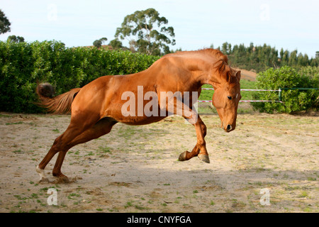 Trakehner horse (Equus przewalskii f. caballus), galopping Stock Photo