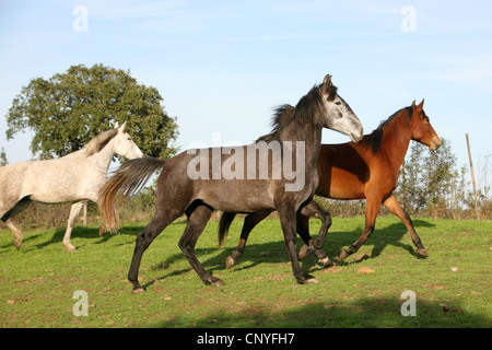 Lusitanian horse (Equus przewalskii f. caballus), three horses running in meadow Stock Photo