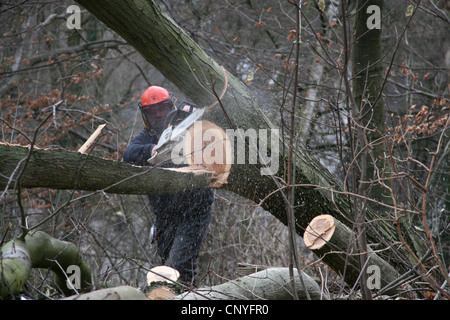 northern red oak (Quercus rubra), timber worker felling an oak, Germany, North Rhine-Westphalia Stock Photo