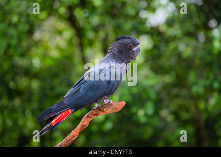 Red-tailed Black-Cockatoo (Calyptorhynchus banksii), male sitting on a branch, Australia, Queensland Stock Photo