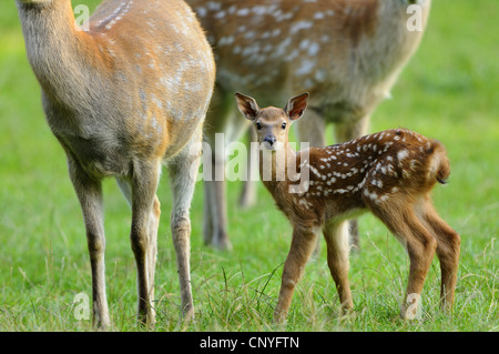 sika deer (Cervus nippon), group with fawn in a meadow Stock Photo