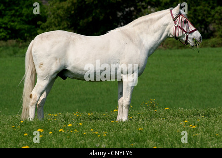 Andalusian horse (Equus przewalskii f. caballus), grazing in a pasture, Germany, North Rhine-Westphalia Stock Photo