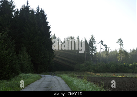 sun beams breaking though coniferous forest, Germany, Bavaria, Upper Palatinate Stock Photo