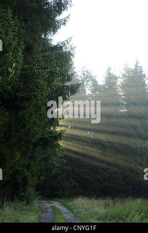 sun beams breaking though coniferous forest, Germany, Bavaria, Upper Palatinate Stock Photo