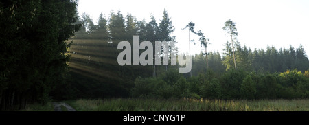 sun beams breaking though coniferous forest, Germany, Bavaria, Upper Palatinate Stock Photo