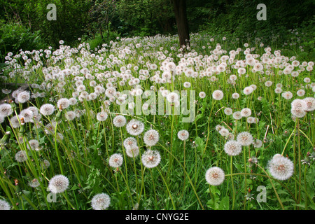 common dandelion (Taraxacum officinale), fruiting in a meadow, Germany, North Rhine-Westphalia Stock Photo