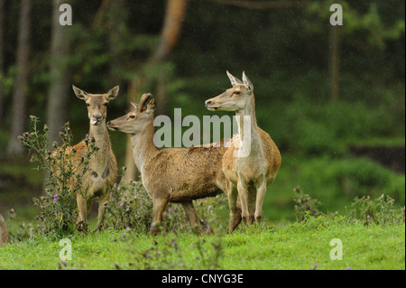 red deer (Cervus elaphus), three hinds in a meadow, Germany, Bavaria Stock Photo