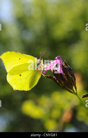 brimstone (Gonepteryx rhamni), sucking nectar from Carthusian pink, Germany, Bavaria Stock Photo