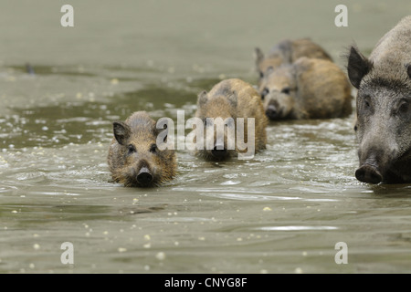 wild boar, pig, wild boar (Sus scrofa), wild sows and piglets crossing water, Germany, Hesse Stock Photo