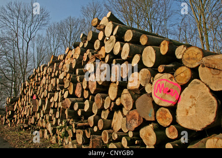 pile of tree felled trunks, Germany, North Rhine-Westphalia Stock Photo