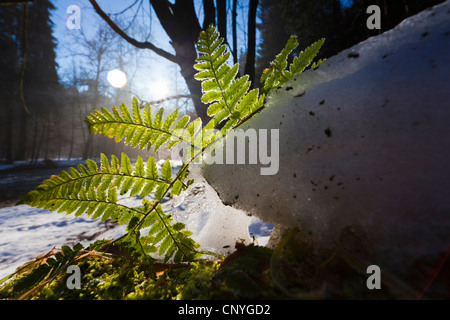 Shield ferns, Wood ferns (Dryopteris spec.), fern on the forest ground in backlight, Germany, Saxony, Vogtland Stock Photo