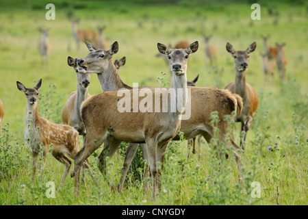 red deer (Cervus elaphus), herd in a meadow, Germany, Bavaria Stock Photo