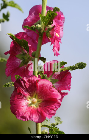 holly hock, hollyhock (Alcea rosea, Althaea rosea), inflorescence Stock Photo