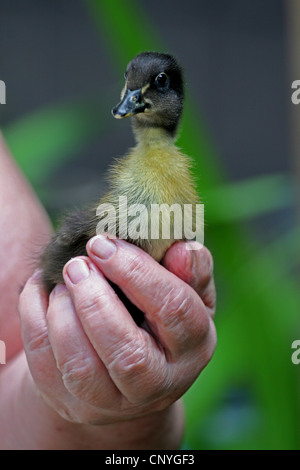 Indian Runner Duck, Indian Runner (Anas platyrhynchos f. domestica), young Indian Runner in the hand of the breeder, Germany Stock Photo