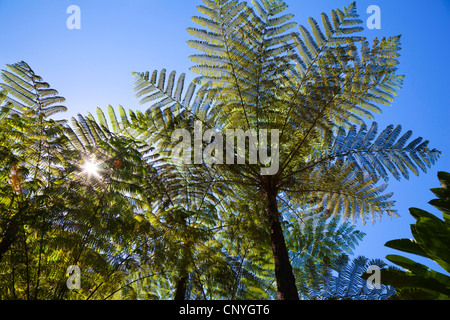 Australian tree fern (Cyathea australis), in rainforest, Australia, Queensland, Atherton Tablelands Stock Photo