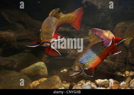 brook trout, brook char, brook charr (Salvelinus fontinalis), rivaling males in mating colouration Stock Photo