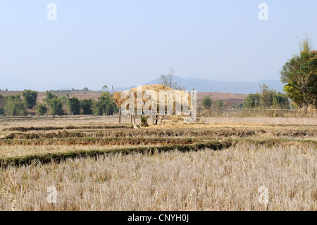 Bamboo fodder storage hut after rice harvest Zieng Khuang Province ...