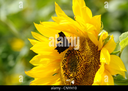 comma (Polygonia c-album, Comma c-album, Nymphalis c-album), on a sunflower, Germany, Bavaria Stock Photo
