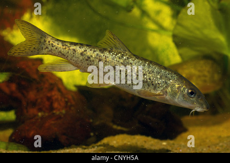 Italian barbel (Barbus plebejus), milkner Stock Photo