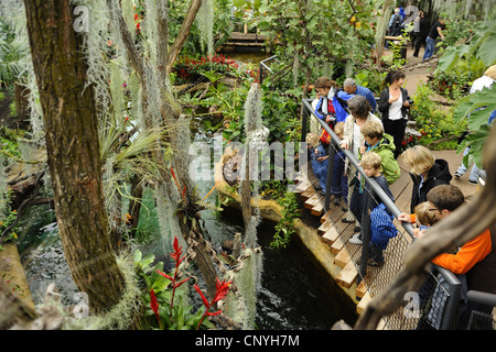 visitors in tropical greenhouse Stock Photo