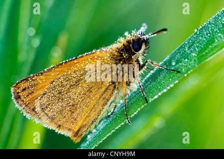 Large skipper (Ochlodes venatus, Ochlodes venata, Ochlodes sylvanus), sitting at a grass blade in mornuing dew, Germany Stock Photo