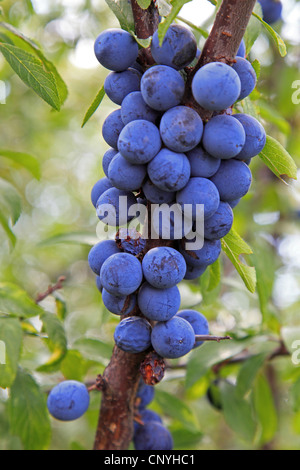 blackthorn, sloe (Prunus spinosa), fruits on a branch, Germany Stock Photo
