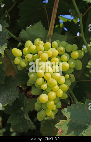 grape-vine, vine (Vitis vinifera), green grapes at a grapevine, Germany Stock Photo