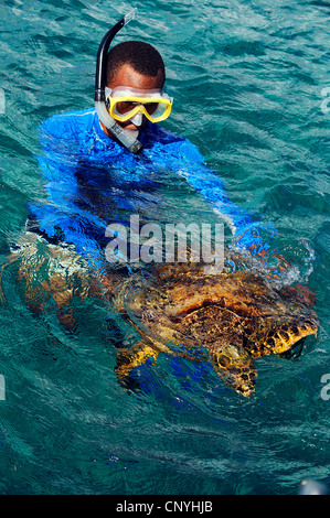 hawksbill turtle, hawksbill sea turtle (Eretmochelys imbricata), man snorkelling with sea turtle, Seychelles