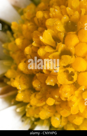 common daisy, lawn daisy, English daisy (Bellis perennis), macro shot of tubular flowers Stock Photo