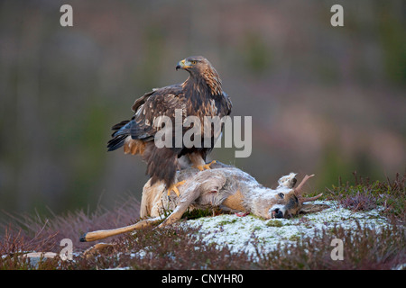 golden eagle (Aquila chrysaetos), sitting on dead roe buck, Norway, Flatanger Stock Photo