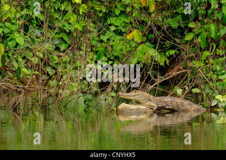 spectacled caiman (Caiman crocodilus), lying on a waterfront, Honduras, La Mosquitia, Las Marias Stock Photo