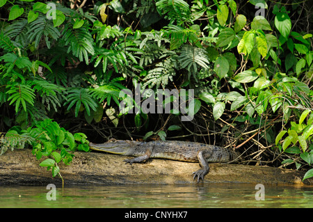 spectacled caiman (Caiman crocodilus), lying on a waterfront, Honduras, La Mosquitia, Las Marias Stock Photo