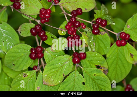 European fly honeysuckle (Lonicera xylosteum), branch with ripe fruits, Germany Stock Photo