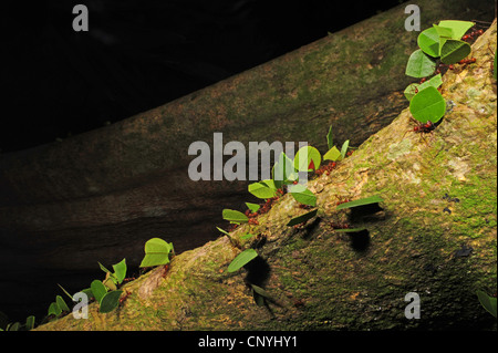 leafcutting ants crawling on a tree trunk, Honduras, Roatan, Bay Islands Stock Photo