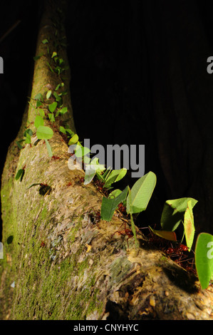 leafcutting ants crawling on a tree trunk, Honduras, Roatan, Bay Islands Stock Photo